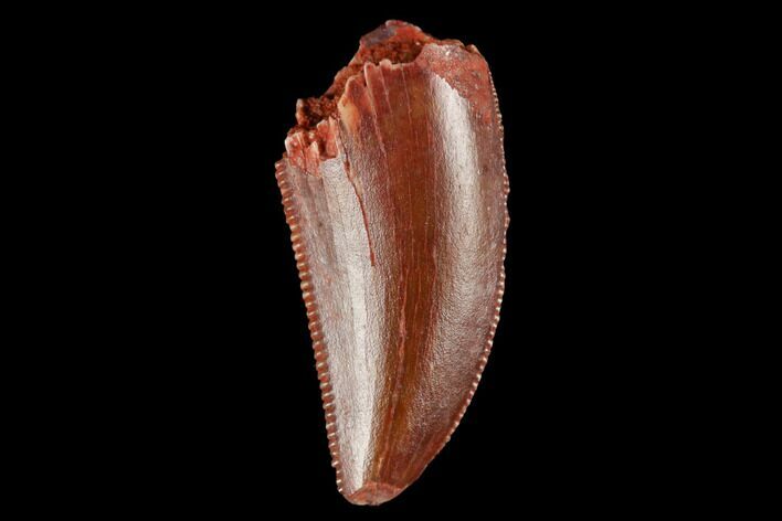 Serrated, Raptor Tooth - Real Dinosaur Tooth #173541